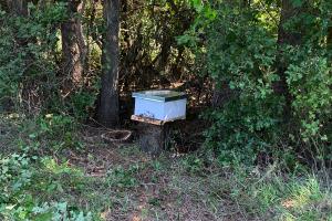 Woodland Acres Ranch - Our Homesteading Journey - The Sweet Taste of Honey